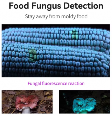 TopLEDverlichting.nl UV-Zaklamp - UV Lamp - Ultraviolet Light – LED Blacklight – Fosforlamp - Fluoresceert – Echtheid Geld, ID Kaart & Postzegels Controleren foto 8